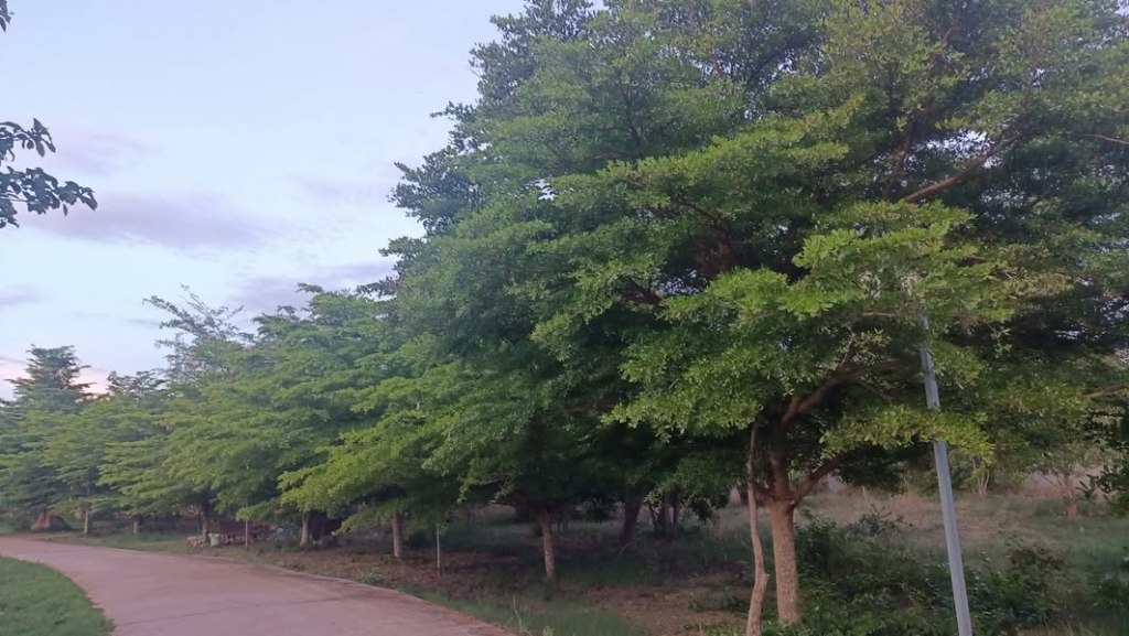 雨のあとに花咲く、校内の植物たち。山本日本語学校カンボジアの日常風景